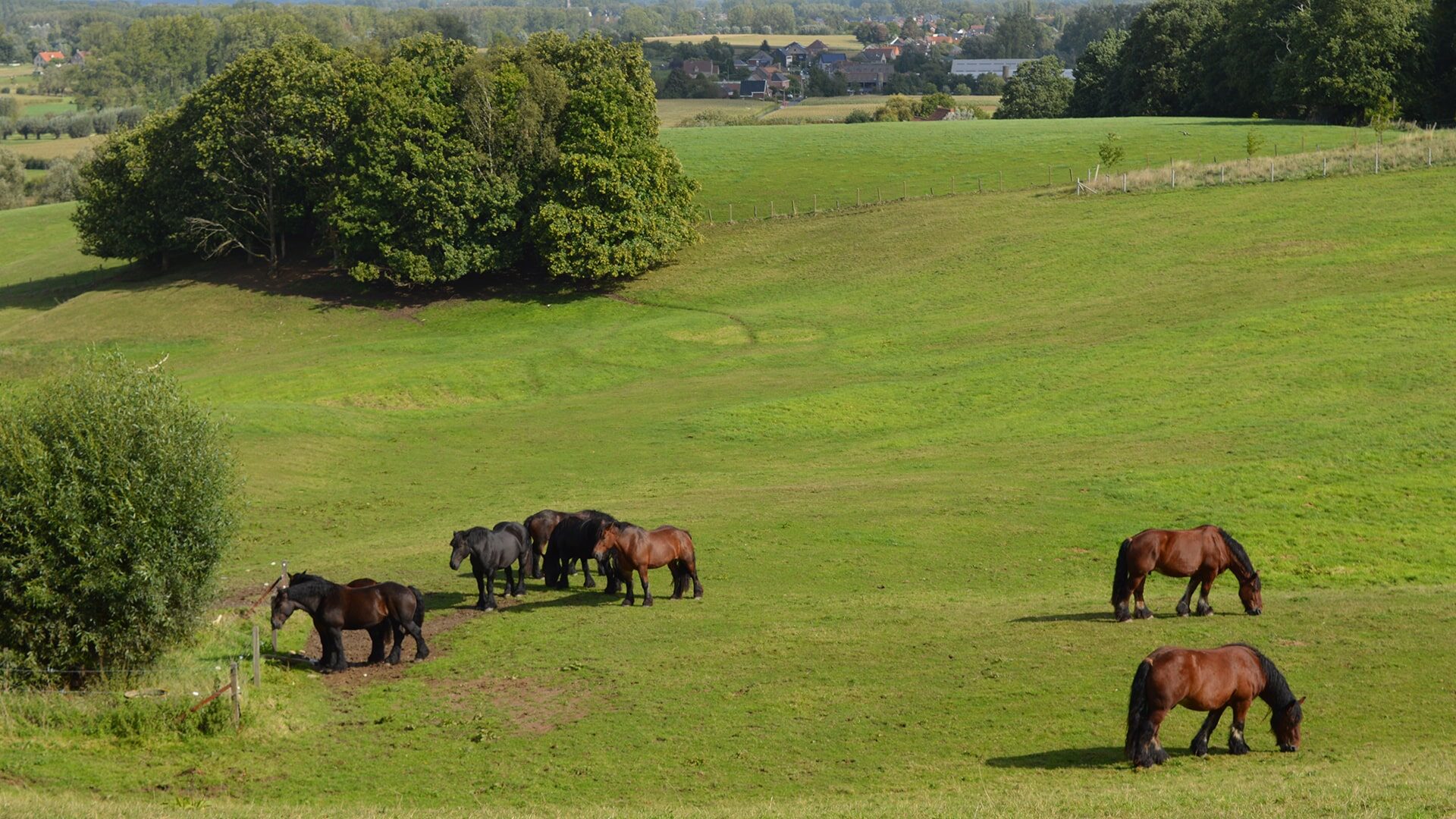 Trekpaarden